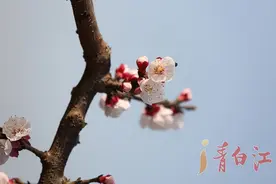 青影 | 赏花速来！福洪杏花本周末将完全绽放图片