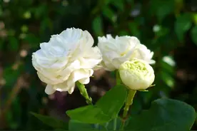 去年开花爆盆的茉莉花今年怎么只会长嫩叶不开花，要修剪吗？图片