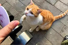 猫是粘人的小可爱，记录小区里面的流浪猫，原创分享图片