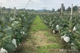 种植葡萄，遇到暴雨天气，造成落果怎么办。图片