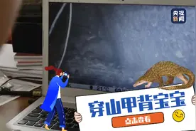 太可爱了！原来穿山甲妈妈这样背宝宝图片