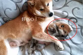 主人想要将幼崽卖掉，柴犬紧紧抱着不肯撒手：别再卖了可以吗图片