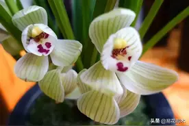 兰花鉴赏｜莲瓣兰“传统四大名花”、“五朵金花”以及名品盘点图片