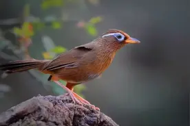 说说中国名鸟图片