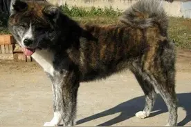 中华虎斑犬图片
