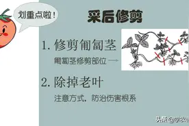 草莓采后巧管理，避免断茬产量高！这样修剪、浇水施肥、防治害虫图片