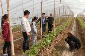 葡萄摘心方法多，到底哪种更科学？看完这篇文章不再纠结。图片