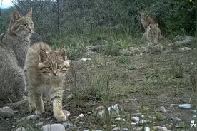 人大代表向总书记展示的两种“猫”，什么来头？图片