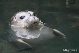 人喝不了海水，为什么海洋动物可以？图片