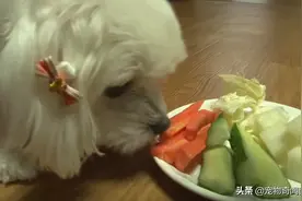 狗狗不爱吃荤食，只吃蔬菜水果，不给就凶，难道它在帮主人省钱？图片