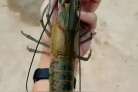 广东一水库出现许多彩色大虾，钓鱼人：多得很，但很难钓起来图片