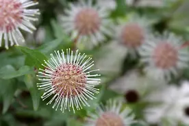 水杨梅盆景从采桩栽培到后期管养，学会五个办法，枝密叶茂花又多图片