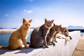 日本"猫岛"：5万多只猫，吃光岛上老鼠后，自学下海捕鱼图片