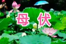 老农说今年是母伏，俗语“冲了母伏头，天天来一场”，是啥意思？图片