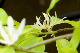 白兰花，香气诱人，盆栽要如何管理呢？图片