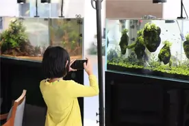 如何开一家像样的水族店之环境篇 忍住不住看到最后的我落泪了图片