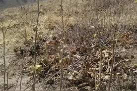辽西野生榛子疏株管理建高产园图片