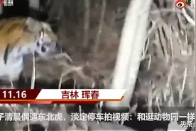 淡定丨男子上班偶遇东北虎淡定跟拍图片