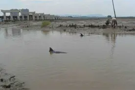 两只海豚在浙江宁海海滩搁浅 放归大海后又往岸边游 正在救援图片