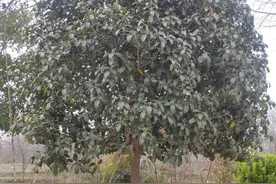 农村桂花树上结的果实，大家见过吗？图片