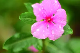 摄影师镜头下的农村农家院子，秋天瓜果飘香的季节，枣儿红花儿香图片