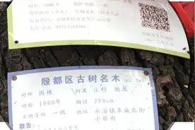 千年古槐一级古木 国槐宝藏图片