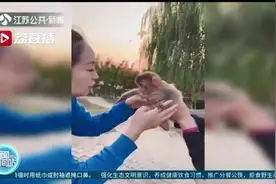 有爱的互动！粘人小猕猴走红网络 天天要和美女饲养员亲亲抱抱图片