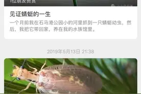 杭州小学生不停抓虫子回家，一不留神，“千足虫”爬进妈妈被子里…图片
