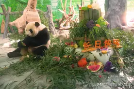 灵玲大熊猫兄弟6周岁生日啦 网友线上送祝福图片