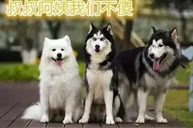 “雪橇三傻”到底谁最“傻”，快来看看你猜对了没图片
