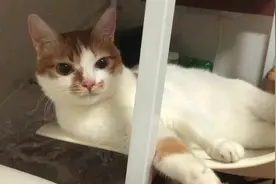 原来猫也会得抑郁症？该给你的猫减减压了图片