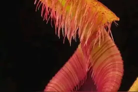 多种食虫植物，让人大开眼界图片
