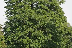 这种中国植物扩散至全球成灾，因为几乎没有弱点而被各国讨厌图片