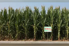 玉米怎样种植才不会倒伏？做好这几点就可以，你了解吗？图片
