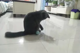这是一个关于猫的故事图片