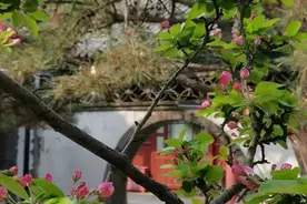 万籁俱寂  禅悦为味图片