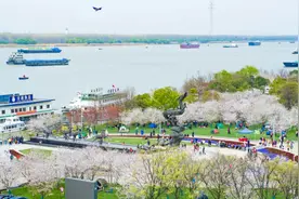 “樱”你而美！幕燕滨江樱花大道预约首日迎客1.4万人图片