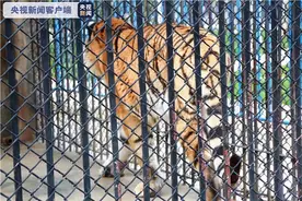 安徽一动物园饲养员遭老虎攻击死亡【三分钟法治新闻全知道】图片