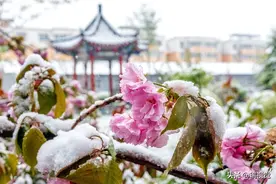 樱花雪：阳春三月樱花盛开，天降一场鹅毛大雪，20年冬季降雪最晚图片