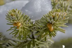 「美文美图」小雪，在最美的诗词里，遇见最美的小雪图片