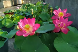 紫仙19号—阳台也能养的小荷花，花色美丽，丰花勤花，你值得拥有图片