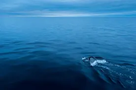 真假？鲸鱼出没青岛近海，快来这些地方与海洋精灵来一次偶遇吧！图片