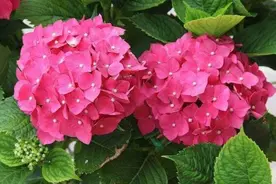 想让绣球开花，别碰3个“雷区”，枝叶繁茂，开出大花球图片