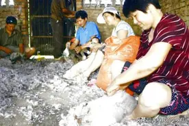 活拔鹅毛可以提升母鹅产蛋整齐度，增加收入，6点细节要做好图片
