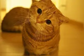 盘点下猫咪的歪头杀，杀到你没？图片