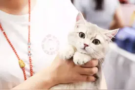 听说，有公司为了留住员工，给每人发了一只猫图片