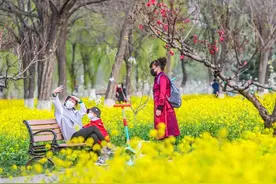 朝阳这几十亩油菜花已经绽放，快来打卡图片