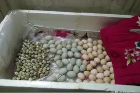 如何在家里孵化出小鸡？这篇文章看过后每个人都是孵化大师图片