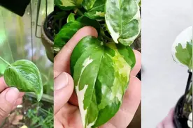 7种常见的绿萝品种，都很适合养在室内图片