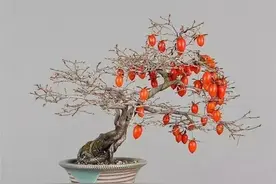 喜欢老鸦柿，做好5点，就可以打造出漂亮的盆景图片